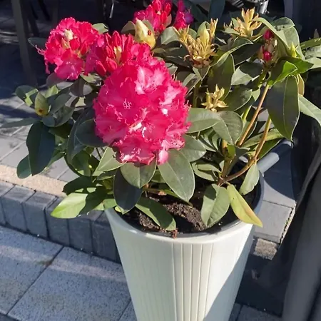 150m2 Truskawkowe Garden, Flowers, Terrace, Barbecue