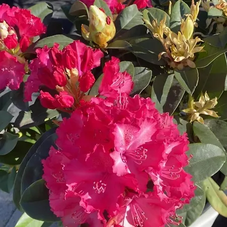 150m2 Truskawkowe Garden, Flowers, Terrace, Barbecue Kobylka
